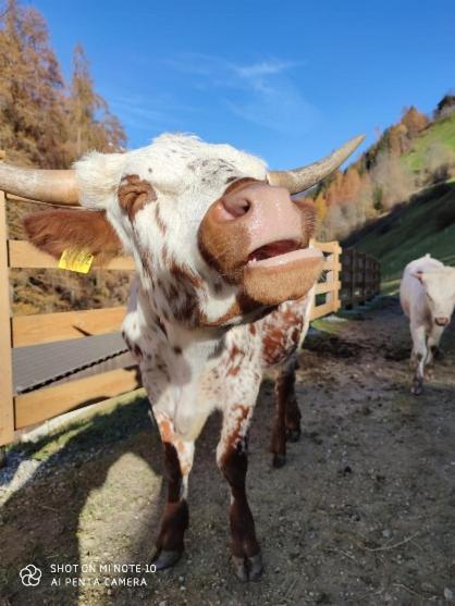 Texas Longhorn Ranch Neumannhof Appartement Cadipietra Buitenkant foto
