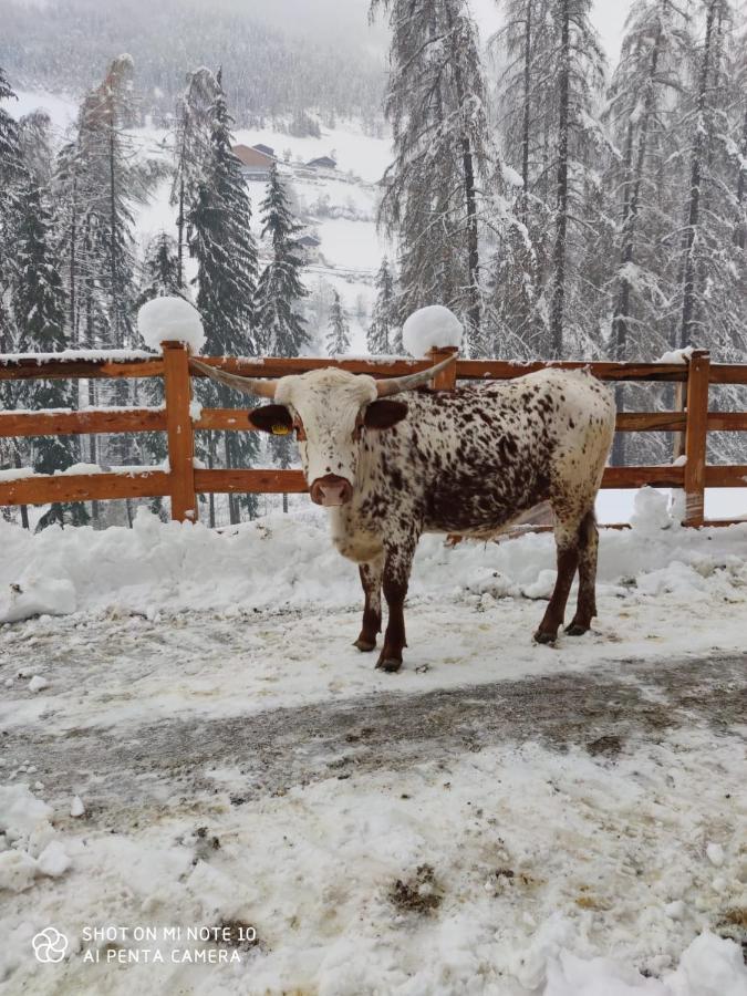 Texas Longhorn Ranch Neumannhof Appartement Cadipietra Buitenkant foto